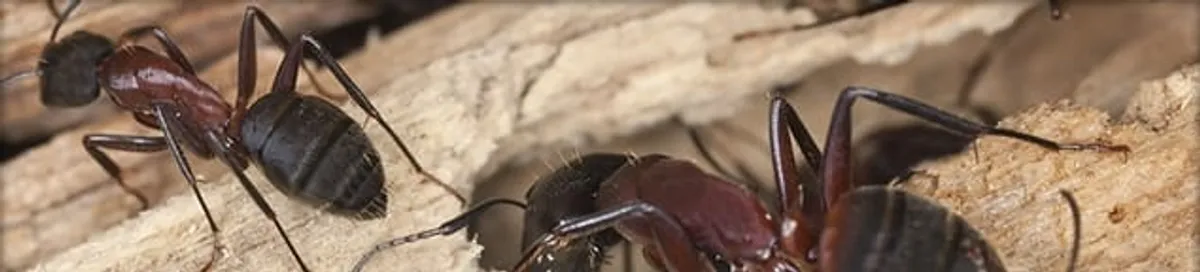 Close-up of ants on wood showing an active ant infestation in Tallahassee, FL