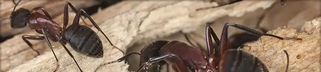 Close-up of ants on wood showing an active ant infestation in Tallahassee, FL