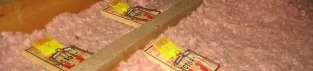 Mouse traps placed in an attic for rodent control in Tallahassee, FL