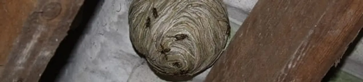 Wasp nest in an attic space, a common home infestation risk in Tallahassee, FL