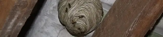 Wasp nest in an attic space, a common home infestation risk in Tallahassee, FL