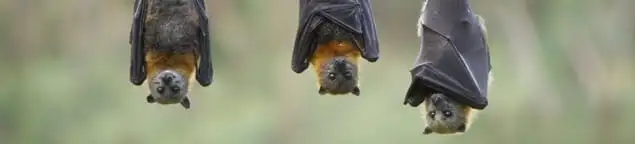 Bats roosting together, a common sign of a bat infestation in Tallahassee, FL