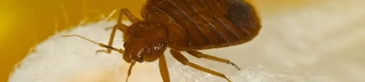 Close-up of a bed bug, a sign of an active infestation in Tallahassee, FL