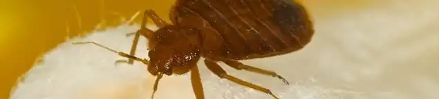 Close-up of a bed bug, a sign of an active infestation in Tallahassee, FL