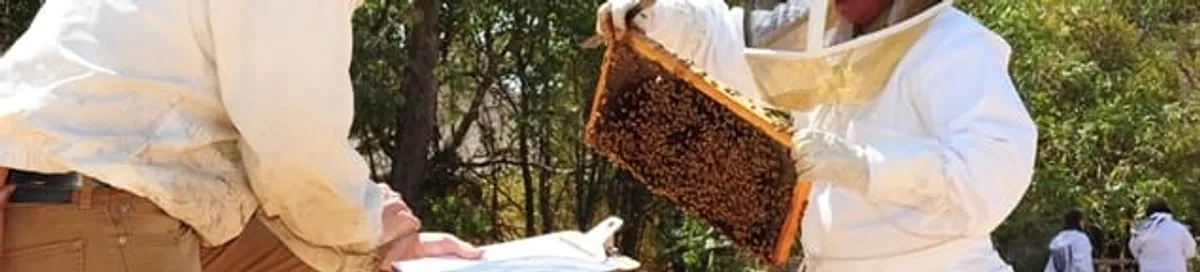 Bee removal specialists relocating a hive and honeycomb safely in Tallahassee, FL