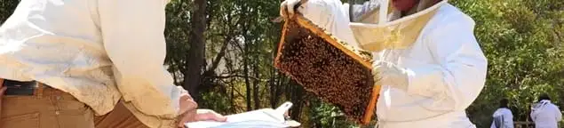 Bee removal specialists relocating a hive and honeycomb safely in Tallahassee, FL