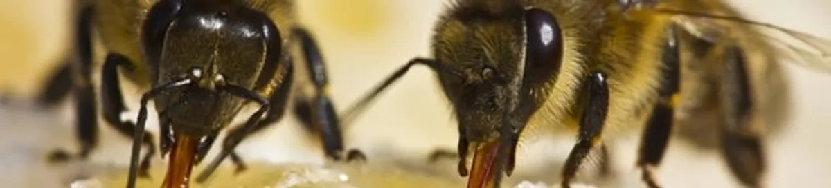 Close-up of honey bees, a sign of a nearby hive in Tallahassee, FL