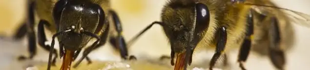 Close-up of honey bees, a sign of a nearby hive in Tallahassee, FL