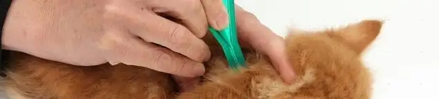 Flea treatment for pets using a flea comb, a sign of flea problems in Tallahassee, FL