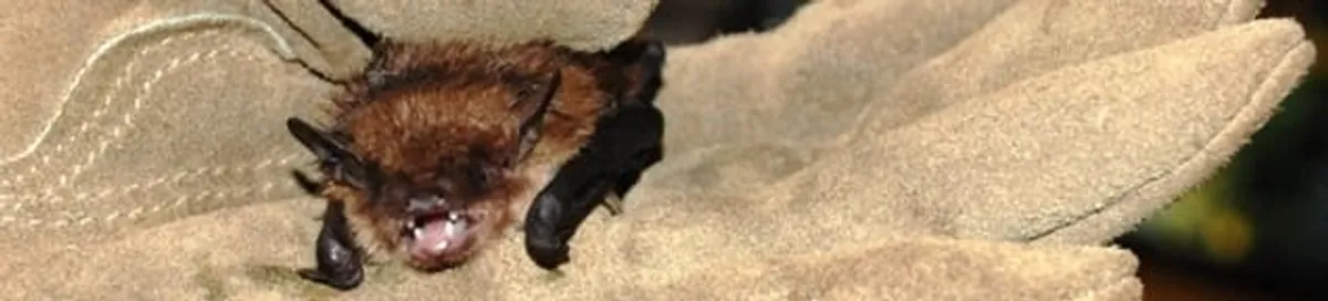 Bat removal specialist holding a bat safely during humane exclusion in Tallahassee, FL
