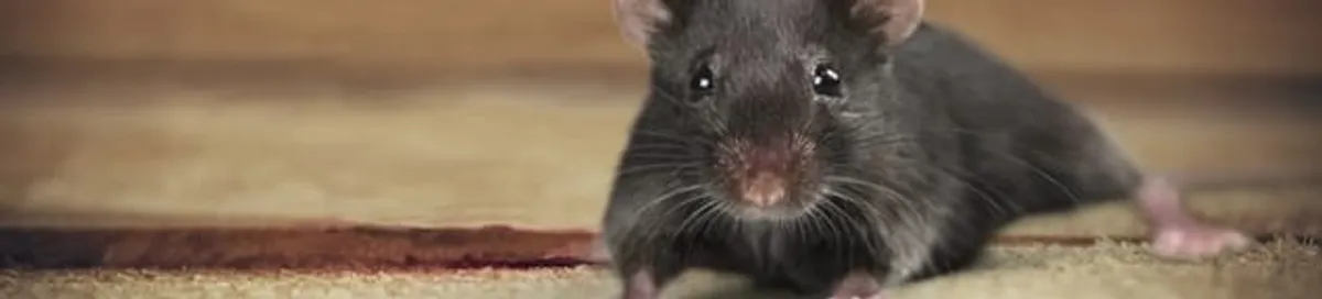 Mouse indoors, a common sign of a rodent infestation in Tallahassee, FL