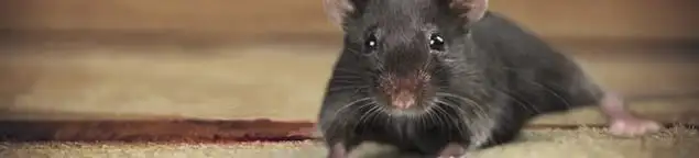 Mouse indoors, a common sign of a rodent infestation in Tallahassee, FL