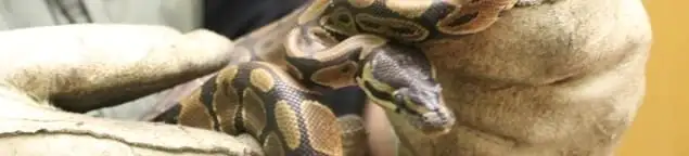 Snake removal specialist safely handling a snake with protective gloves in Tallahassee, FL