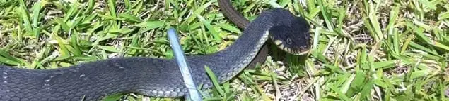 Snake in a yard, a common sign of a snake problem near a home in Tallahassee, FL