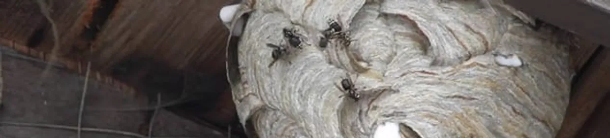 Close-up of a wasp nest with active wasps, a sign of an infestation in Tallahassee, FL