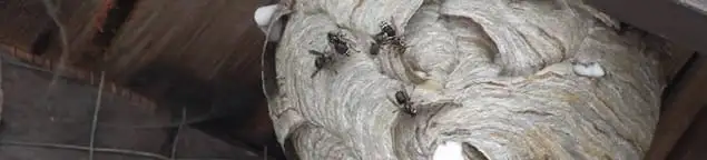 Close-up of a wasp nest with active wasps, a sign of an infestation in Tallahassee, FL